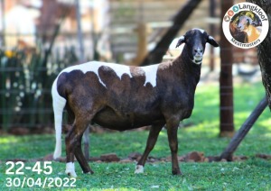 1X MEATMASTER OOI/EWE LANGKLOOF MEATMASTERS