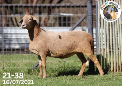 1X MEATMASTER OOI/EWE LANGKLOOF MEATMASTERS