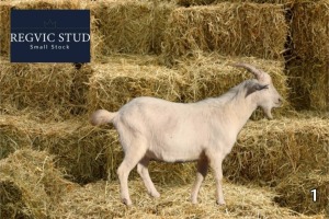 1X Saanen Buck REGVIC STUD