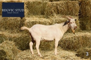 1X Saanen Buck REGVIC STUD