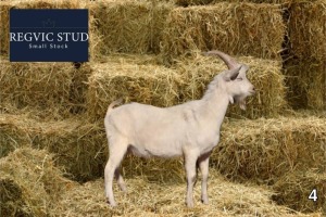 1X Saanen Buck REGVIC STUD