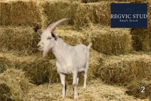 1X Saanen Buck REGVIC STUD