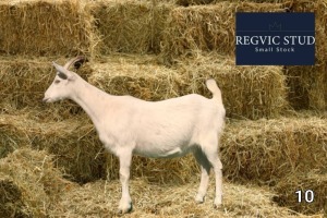 1X Saanen Doe REGVIC STUD