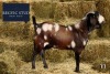 1X Cape Lobear Buck REGVIC STUD