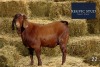 1X Kalahari Red Buck REGVIC STUD