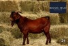 1X Kalahari Red Buck REGVIC STUD