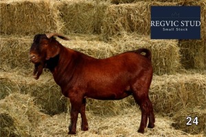 1X Kalahari Red Buck REGVIC STUD