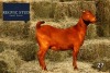 1X Kalahari Red Doe REGVIC STUD