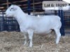 1X WIT DORPER RAM KASTEEL WIT DORPERSTOET - KUDDE/FLOCK - 2