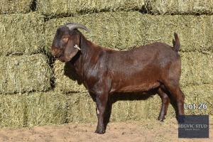 1X Kalahari Red Buck REGVIC STUD