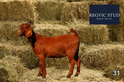 1X Kalahari Red Doe REGVIC STUD