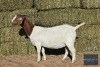 1X Boer Goat Doe REGVIC STUD