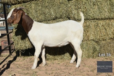 1X Boer Goat Doe REGVIC STUD