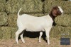 1X Boer Goat Doe REGVIC STUD