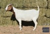 1X Boer Goat Doe REGVIC STUD