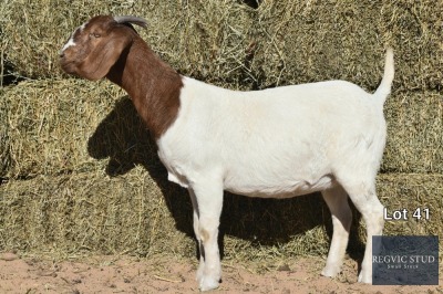 1X Boer Goat Doe REGVIC STUD