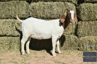 1X Boer Goat Doe REGVIC STUD