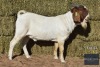 1X Boer Goat Buck REGVIC STUD