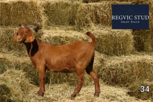 1X Kalahari Red Doe REGVIC STUD