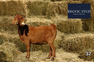 1X Kalahari Red Doe REGVIC STUD