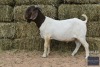 1X Boer Goat Buck REGVIC STUD