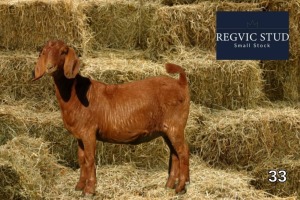 1X Kalahari Red Doe REGVIC STUD