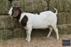 1X Boer Goat Buck REGVIC STUD