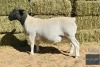 1X Black Head Dorper Ram REGVIC STUD