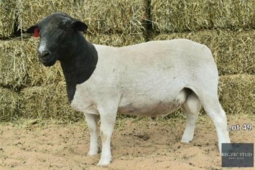 1X Black Head Dorper Ram REGVIC STUD