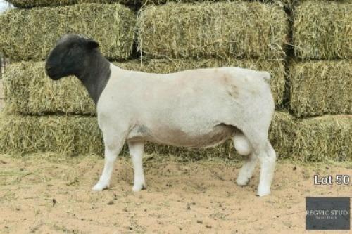 1X Black Head Dorper Ram REGVIC STUD