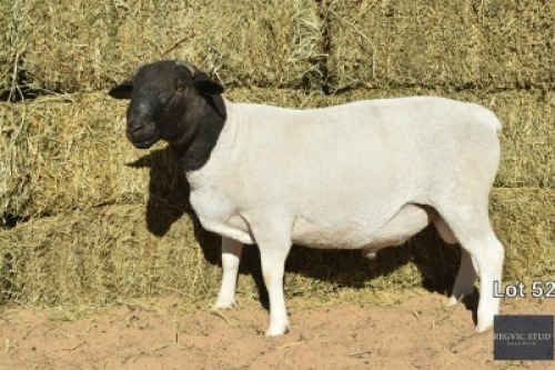 1X Black Head Dorper Ram REGVIC STUD