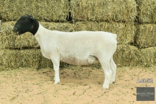 1X Black Head Dorper Ewe REGVIC STUD