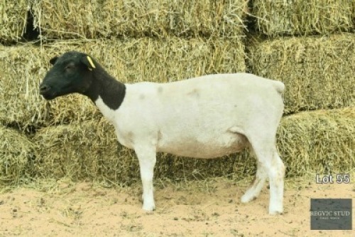 1X Black Head Dorper Ewe REGVIC STUD