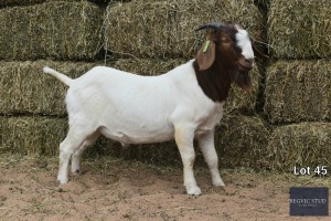 1X Boer Goat Buck REGVIC STUD