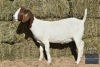 1X Boer Goat Doe REGVIC STUD