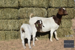 1+1X Boer Goat Doe & Kid REGVIC STUD