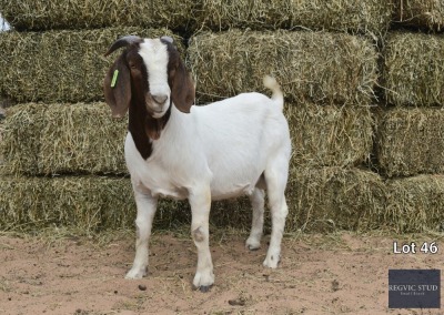 1X Boer Goat Buck REGVIC STUD