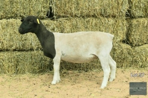 1X Black Head Dorper Ewe REGVIC STUD