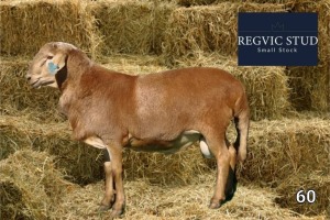 1X Meatmaster Ram REGVIC STUD