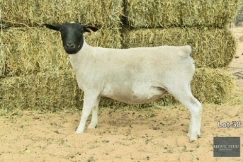 1X Black Head Dorper Ewe REGVIC STUD