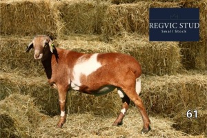 1X Meatmaster Ram REGVIC STUD