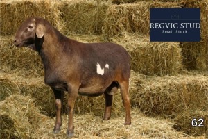 1X Meatmaster Ram REGVIC STUD