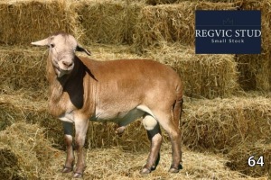 1X Meatmaster Ram REGVIC STUD