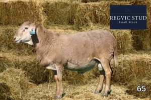 1X Meatmaster Ram REGVIC STUD