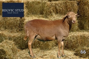 1X Meatmaster Ram REGVIC STUD