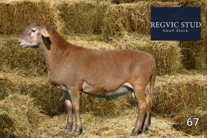 1X Meatmaster Ram REGVIC STUD