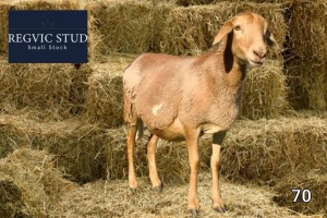 1+1X Meatmaster Ewe REGVIC STUD