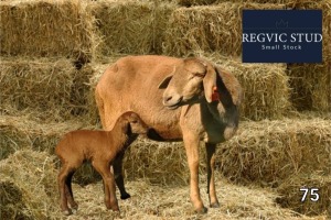 1+1X Meatmaster Ewe + Lamb REGVIC STUD