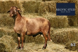 WITHDRAWN - 1X Meatmaster Ram REGVIC STUD