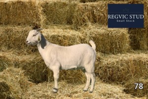 1X Savanna Doe REGVIC STUD